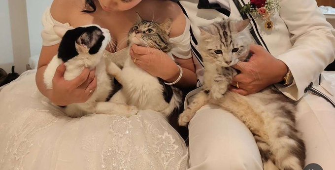 A close-up of a bride and groom in wedding attire holding three kittens (one black and white, two tabby) in their laps.
