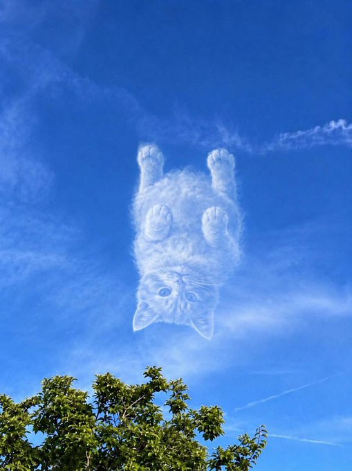 The image features a cat upside down, appearing as if it's hanging from the sky or floating above the ground. The cat is positioned near some trees, with its body facing upwards while its head is below. The photo has been edited to create an illusion of the cat being in space, giving it a surreal and dreamlike appearance. The caption provided by the post suggests that this image was created for social media purposes, possibly as part of a trend or challenge related to cats and space.