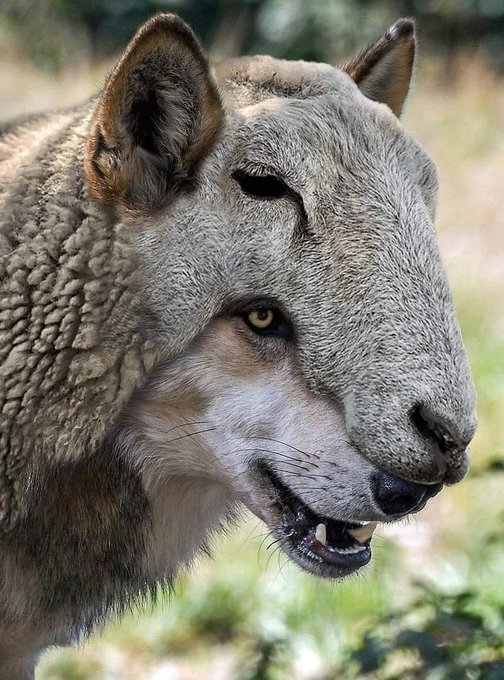 A close-up photograph of a wolf wearing a knit cap resembling a sheep's wool, with its mouth slightly open.