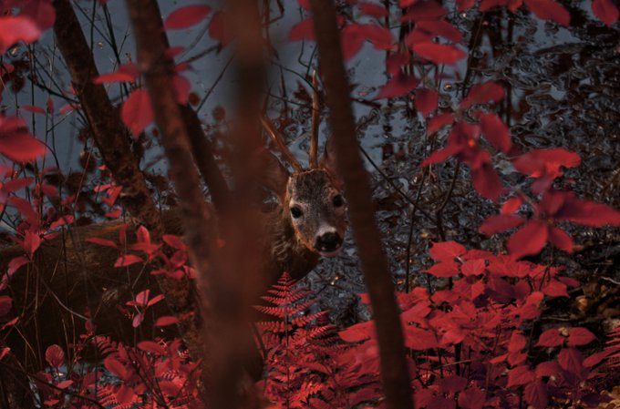 A deer peers through branches surrounded by vibrant red leaves in a moody forest setting.