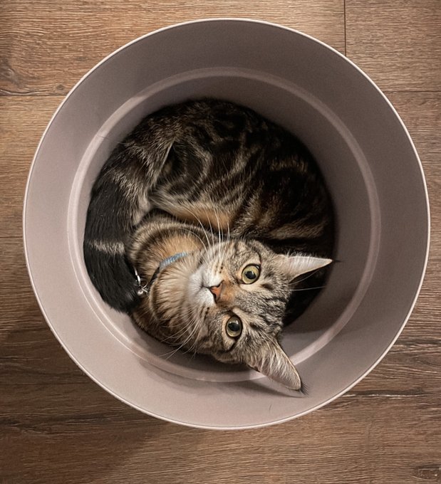 A tabby cat with a blue collar curled up inside a round beige plastic bowl on a wooden floor, looking up at the camera.
