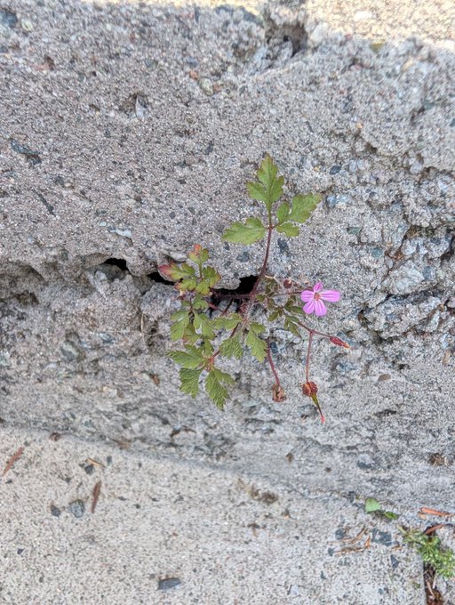 A small green plant with a pink flower growing out of a crack in a concrete wall.