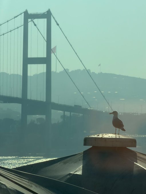 A seagull perched on a chimney or rooftop fixture with the Golden Gate Bridge visible in the misty background.