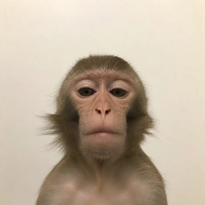 A close-up portrait of a monkey looking directly at the camera with a neutral expression against a plain white background.