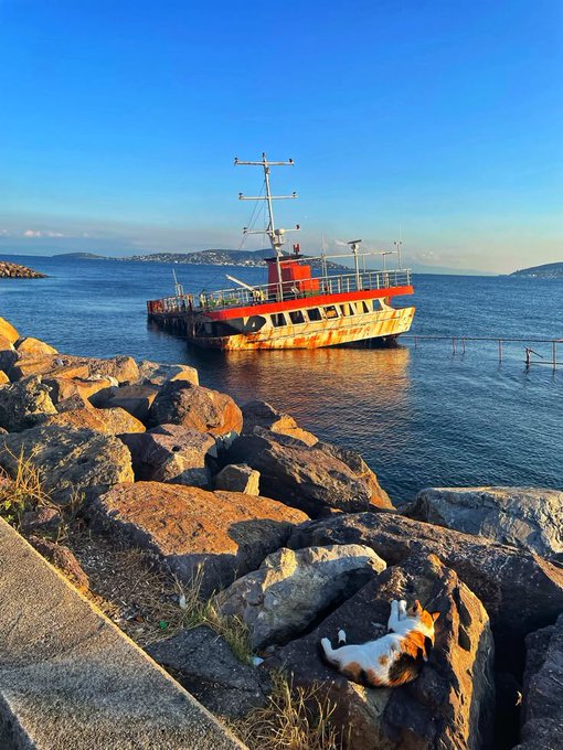 A scenic coastal view featuring a weathered red and white ship anchored in blue waters, with a calico cat relaxing on the rocky shoreline in the foreground.