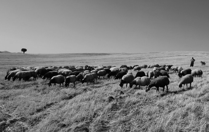 A black-and-white photograph of a shepherd tending to a flock of sheep across an expansive, grassy plain under a vast open sky. The minimalist, timeless composition echoes the contemplative mood of the post titled "Under Endless Skies," a Tezos NFT photography piece.