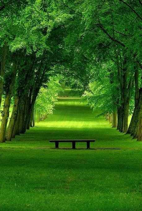 A lone bench sits invitingly at the end of a tree-lined grassy path, framed by a canopy of lush leaves. The peaceful, verdant scene offers no direct taco or Tuesday reference, serving instead as a serene visual escape contrasting with the playful "taco Tuesday" caption.