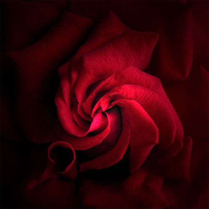 A close-up photograph of a deep red rose with delicate petals illuminated against a dark background.