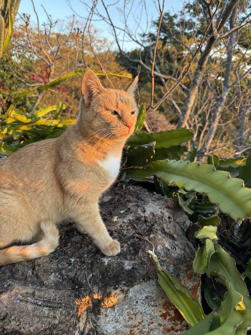 An orange tabby cat sits on a rock beside green cacti in an outdoor natural setting.
