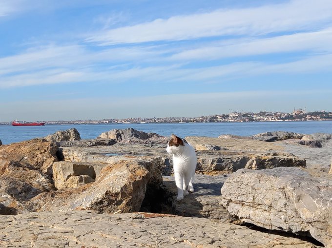 A white and brown cat stands on rocky terrain near a coastline with a city and ship visible across the water under a blue sky.