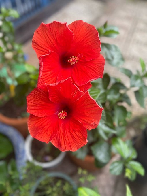 A close-up photograph of two vibrant red hibiscus flowers in full bloom, with yellow stamens and green foliage in the background.