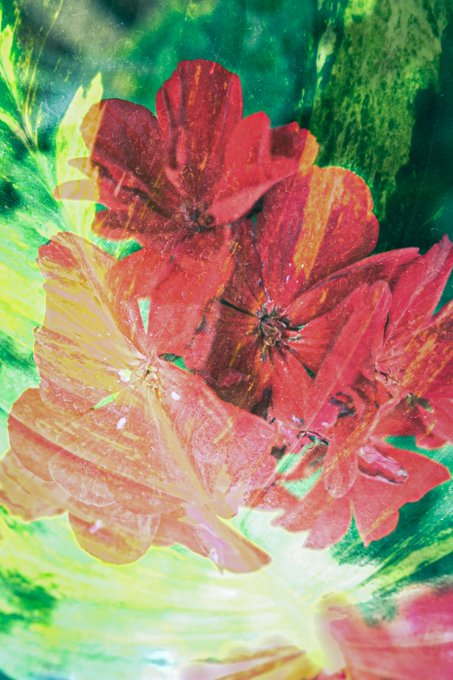 A vibrant close-up of red and pink flowers with green leaves, possibly created with a multiple exposure or color filter effect.