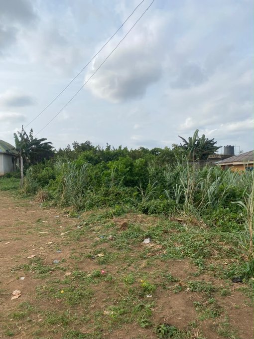 A rural landscape showing an overgrown grassy plot of land with green bushes and banana plants, under a partly cloudy sky with power lines overhead.