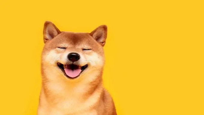 A cheerful Shiba Inu dog with its tongue out smiles against a bright yellow background.