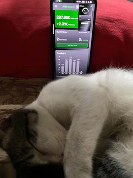 A cat sleeps in front of a phone displaying a portfolio screen with $287,850K and +0.3% gains, alongside bar charts. The image whimsically illustrates the "$0+0.3%" gain mentioned in the "Show Your Node" contest results announcement, suggesting the cat's resting state mirrors the uneventful market performance during the three-week competition.