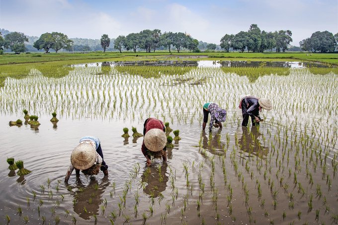 Four farmers wearing traditional conical hats bend over to plant rice seedlings in a flooded paddy field, illustrating the kind of agricultural work that could be protected by the blockchain-based parametric insurance initiative described in the accompanying text.