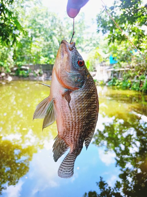 A freshly caught tilapia fish with reddish scales hangs from a fishing line held above a murky green pond, surrounded by trees and foliage.