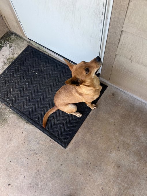 A small brown dog sits on a dark gray textured doormat in front of a white door, looking up and back over its shoulder.