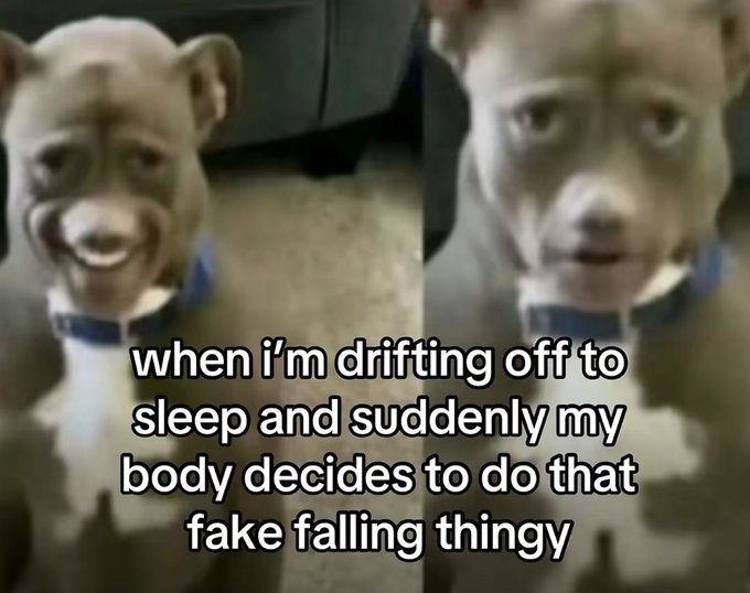A side-by-side meme shows the same pitbull dog with a bewildered, wide-eyed expression, captioned "when i'm drifting off to sleep and suddenly my body decides to do that fake falling thing."