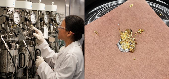 A split image shows a lab technician in a white coat operating industrial equipment on the left and a gold-colored, crumpled sample on pink fabric inside a glass dish on the right. No readable text is visible; the image appears to illustrate the accompanying post’s speculative statement about research extending to “turn BTC into XRP.”