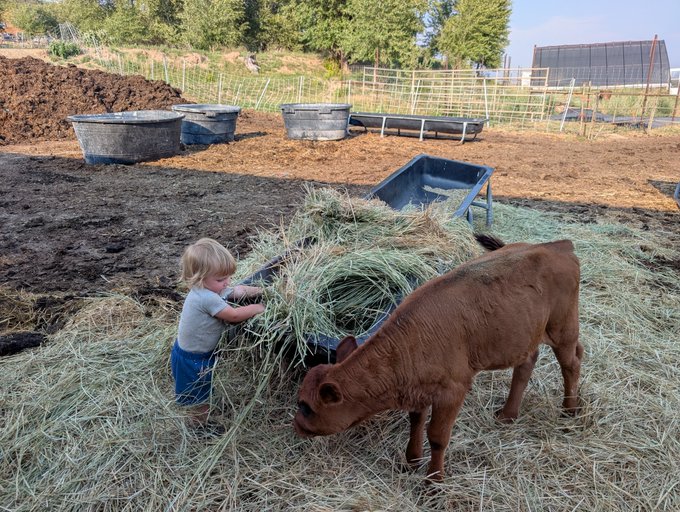 A young child with blonde hair feeds hay to a brown cow in a farm pen, while the cow eats from a black trough filled with hay. The image captures a simple, grounded farm life scene that mirrors the post's sentiment about staying humble and connected to simple living regardless of Bitcoin's price.