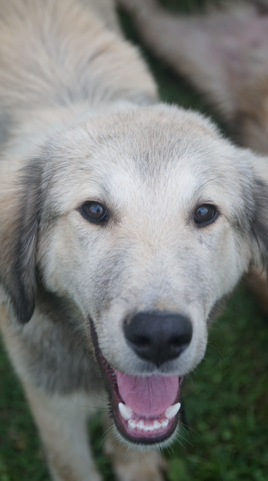 Close-up photograph of a fluffy white and gray dog with dark eyes, looking up at the camera with its mouth open showing teeth and pink tongue, standing on grass.