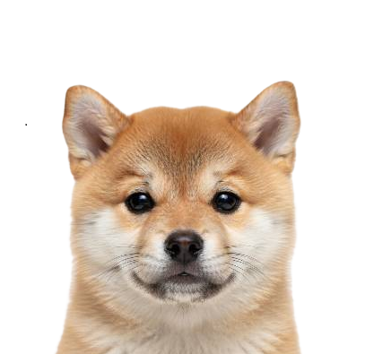 A close-up portrait of a Shiba Inu dog with tan and white fur, looking directly at the camera against a plain white background.