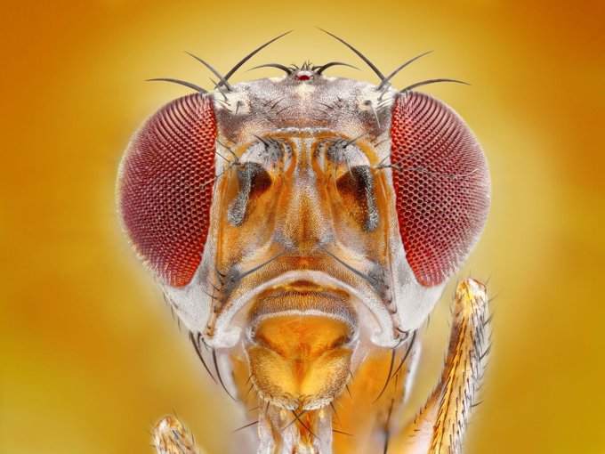 An extreme close-up macro photograph of an insect's head, showcasing its large compound eyes with intricate hexagonal patterns, bristles, and mouthparts against a yellow background.
