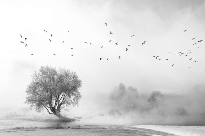 A black-and-white photograph of a solitary bare tree in a misty winter landscape with snow-covered ground, while a flock of birds flies across the hazy sky.