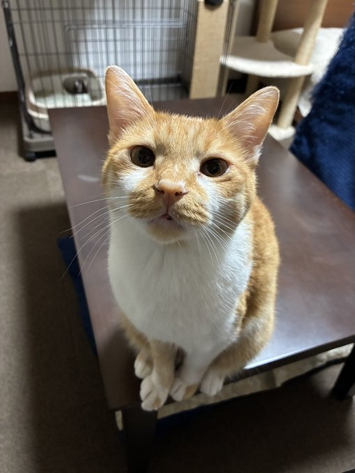 An orange and white cat sits on a brown wooden table, looking up at the camera with an inquisitive expression, as if questioning the human's muttered words.