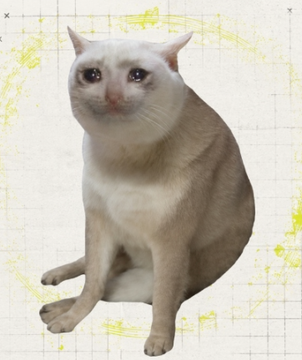 A light-colored cat with striking blue eyes sits on a pale background decorated with yellow paint splashes and a grid pattern.