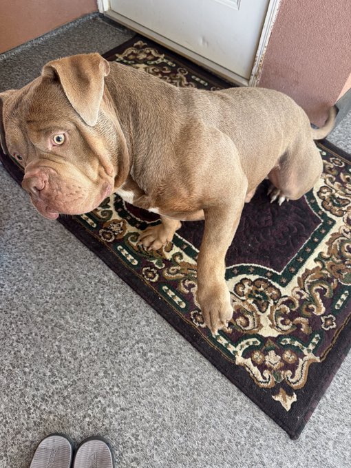 A brown and white pit bull-type dog sitting on a patterned rug in front of a door, looking up at the camera.