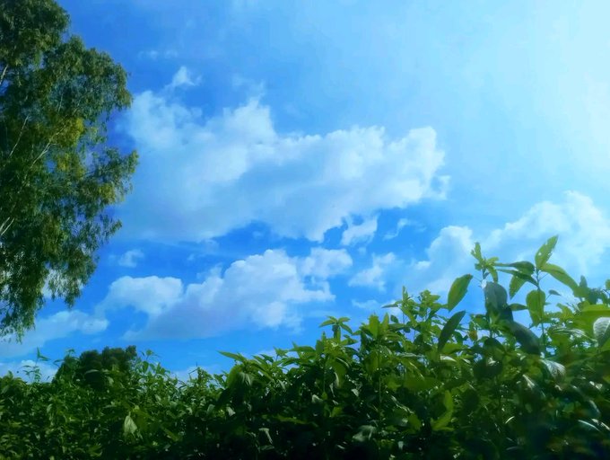 A bright blue sky filled with fluffy white clouds is framed by green trees and leafy plants in the foreground.