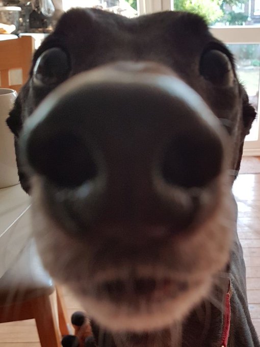 An extreme close-up, slightly blurry shot of a dark brown dog's nose and eyes indoors.