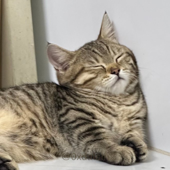 A tabby cat with closed eyes appears to be smiling peacefully while resting against a white wall, watermarked '@0xde1phi'.