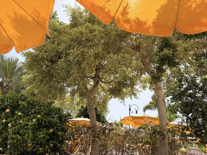 An outdoor scene featuring orange umbrellas above with trees and shrubs surrounding a seating area.