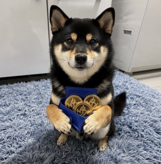 An adorable Shiba Inu puppy sitting on a blue rug, holding a small blue pouch filled with gold cryptocurrency coins bearing a logo.