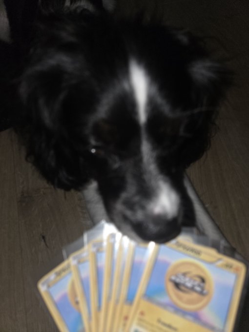 A black dog with a white stripe down its face sniffs at a fan of Pokémon trading cards fanned out on a wooden floor.
