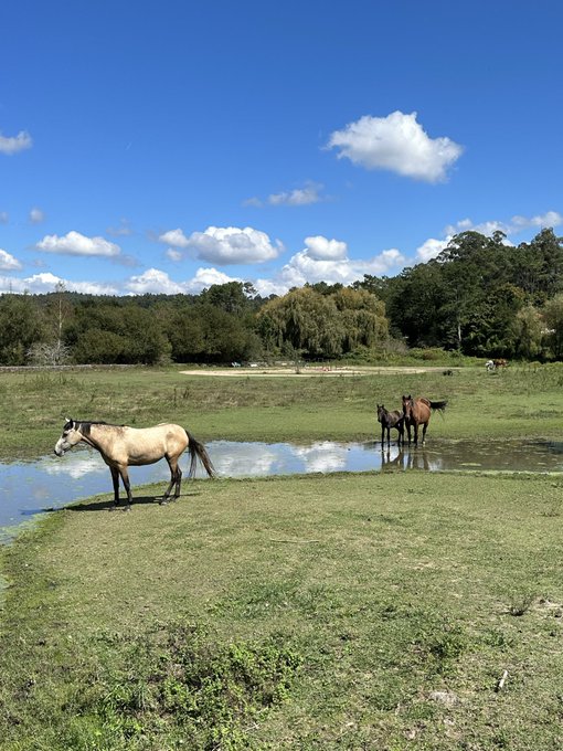 Three horses graze and stand near a shallow pond in a lush green meadow under a bright blue sky with scattered clouds, capturing a peaceful Sunday scene in the countryside.