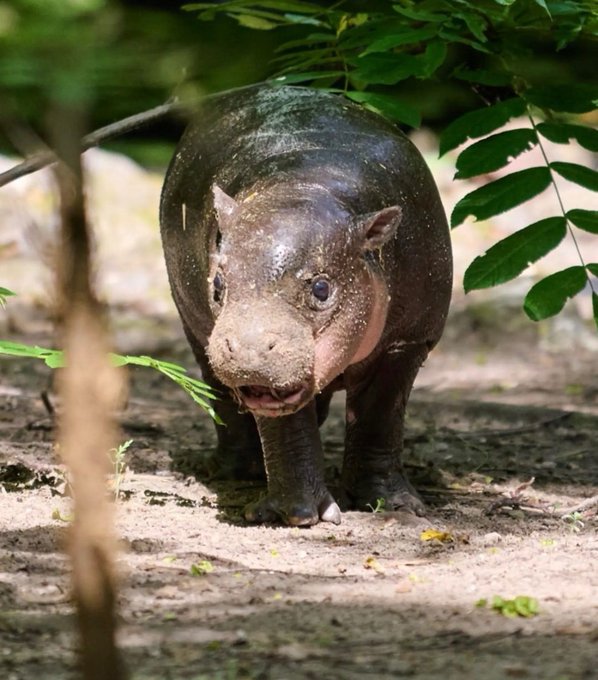 A pygmy hippopotamus stands on a forest path with intense focus, its mud-dusted snout and piercing gaze aimed directly forward. The caption's confident, almost menacing tone of "The loaf is coming for everything" plays on the hippo's famously compact, barrel-like body humorously reframed as a "loaf," with the animal's direct stare reinforcing the bold, confrontational energy suggested by $Brötchen.