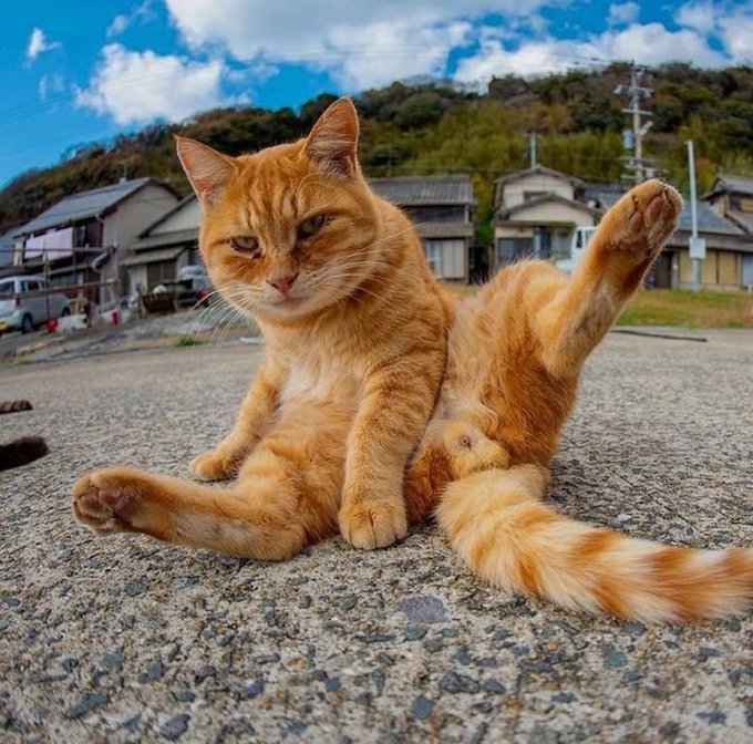 An orange tabby cat lounges on a gravel road in a village, sprawled out in an unusually human-like sitting position with its legs extended and one paw lifted, with houses and a forested hill in the background.