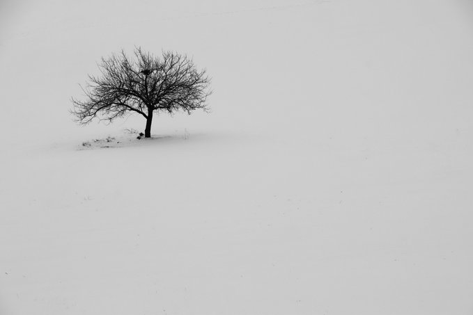 A minimalist black and white photograph of a solitary bare tree standing in a vast snow-covered landscape with a small dark figure at its base.