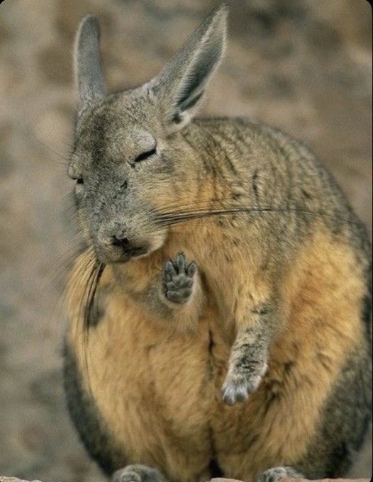 A close-up photograph of a fluffy rabbit, possibly a viscacha or chinchilla, sitting upright with its eyes closed and small paws visible against a rocky background.