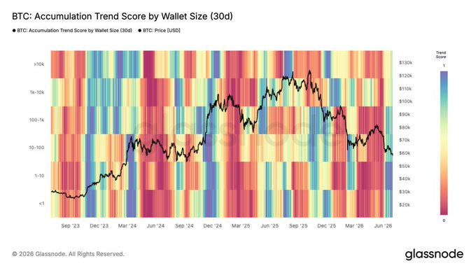 This Glassnode heatmap titled "BTC: Accumulation Trend Score by Wallet Size (30d)" displays accumulation behavior across six wallet size brackets (>10k, 1k-10k, 100-1k, 10-100, 1-10, and <1 BTC) from September 2023 through June 2026, with BTC price overlaid in black. The chart visually supports the post's claim by showing synchronized cooling (shift toward red/orange hues) across small to mid-sized wallets in mid-2026, indicating that retail and mid-tier holders under 1k BTC—along with larger whales—are entering a coordinated accumulation phase as the price dips toward the ~$60K–$70K range.