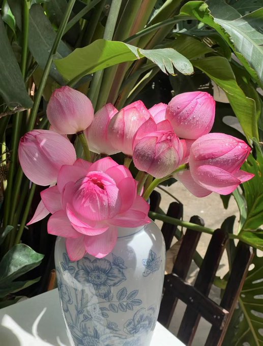 Pink lotus flowers bloom elegantly in a blue-and-white porcelain vase, surrounded by lush green foliage. The image beautifully mirrors the post's metaphor of rising pure from the mud ("出淤泥而不染"), symbolizing how staying grounded and steady amid turbulent markets allows for graceful, lasting growth.