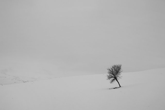 A minimalist black-and-white photograph showing a single bare tree standing alone on a snow-covered hillside against a pale, overcast sky.