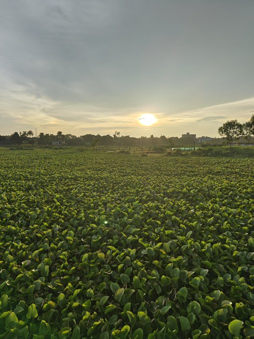 A peaceful sunrise or sunset over a vast field of green leafy plants, possibly water hyacinth, with the sun low on the horizon and silhouettes of trees and buildings in the distance.