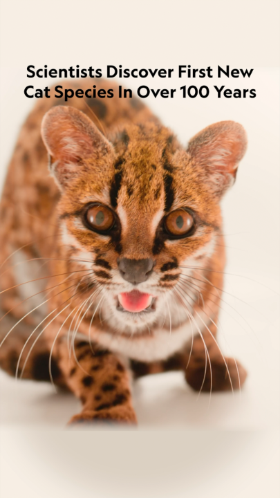 A small spotted wildcat with the headline "Scientists Discover First New Cat Species In Over 100 Years" overlaid at the top.