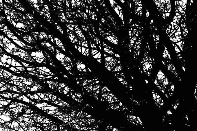 A high-contrast black and white image of silhouetted tree branches against a lighter sky.
