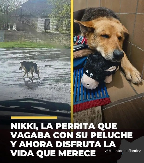 A split image showing a stray dog walking alone on a wet street, and the same dog sleeping peacefully with a stuffed toy. Text reads: 'NIKKI, LA PERRITA QUE VAGABA CON SU PELUCHE Y AHORA DISFRUTA LA VIDA QUE MERECE' and is credited to '@kantoninoflandez'.
